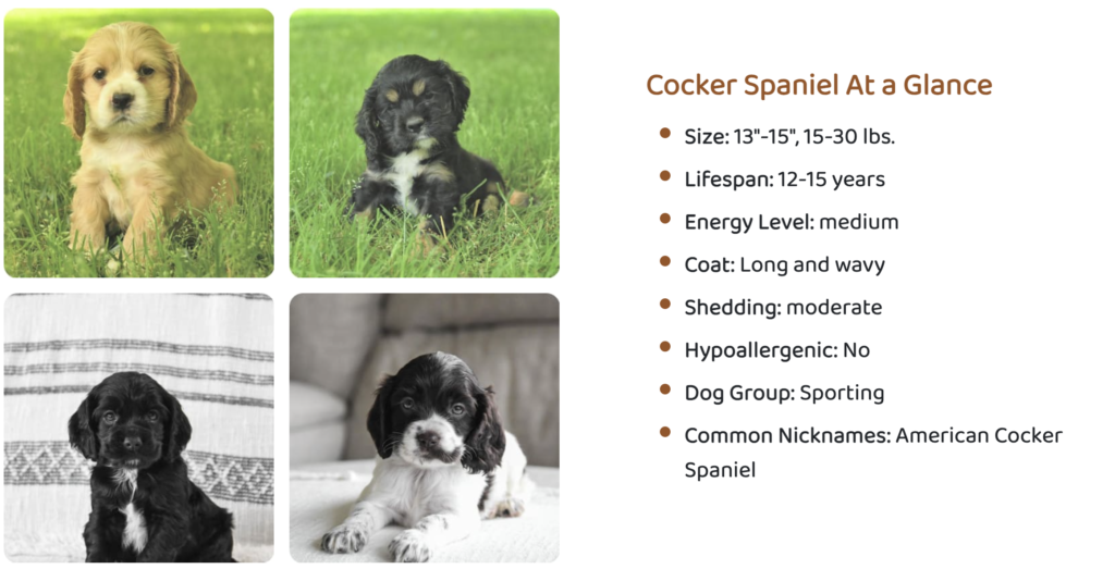 cocker spaniel puppy for sale